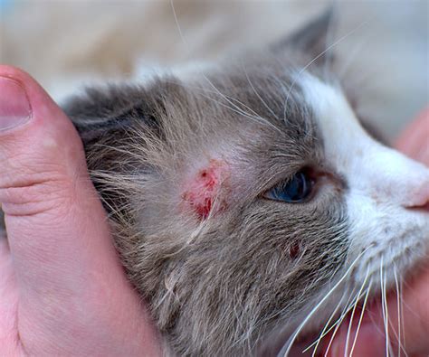 Why Is My Cat Itching Allergies And The Feline Microbiome