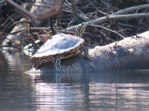 ringed map turtle st tammany parish brad gloriosos personal