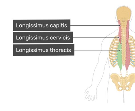 Longissimus Thoracis Muscle | GetBodySmart