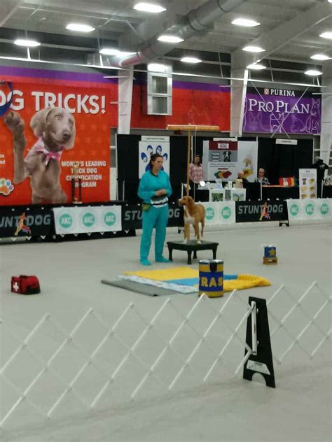 How to Use Shaping to Train Your Dog | Your Dog Advisor