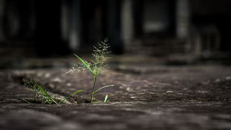 Strength 1080P, 2K, 4K, 5K HD wallpapers free download, sort by ...