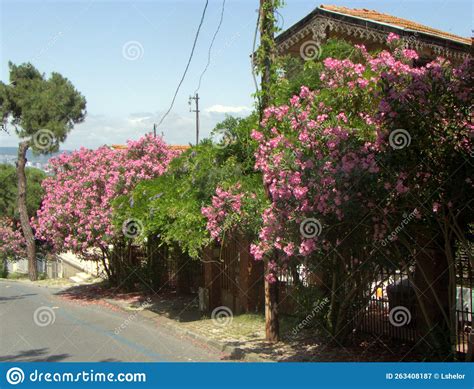 Ilha Turquia Buyukada Arbustos Rosas Ao Longo Da Rua Imagem De