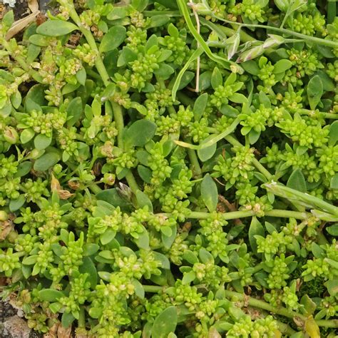 Smooth Rupturewort (Herniaria glabra)