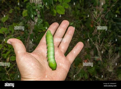 Pandora Sphinx Moth Caterpillar Eumorpha Pandorus Stock Photo Alamy