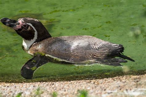 Pingvin I En Rysk Zoo Arkivfoto Bild Av Deras Vatten 73577268