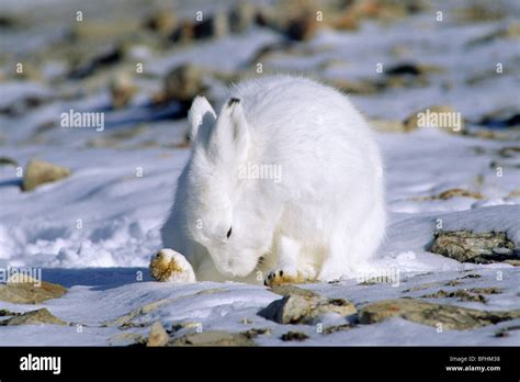 Arctic Hares Eat About The Arctic Hare The Arctic Hare S Place In The