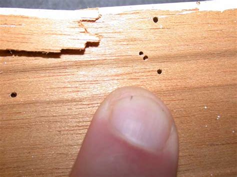 Powder Post Beetle Identification