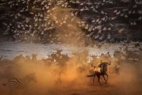 Wildebeest Migration Witness The Dramatic Wildebeest Life Spectacle