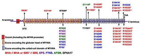 Schematic Representation Of Myh9 Genomic Structure Not Drawn To Scale