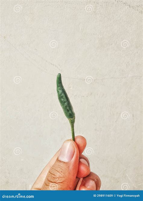 Hot Green Chilli Stock Image Image Of Green Chilli
