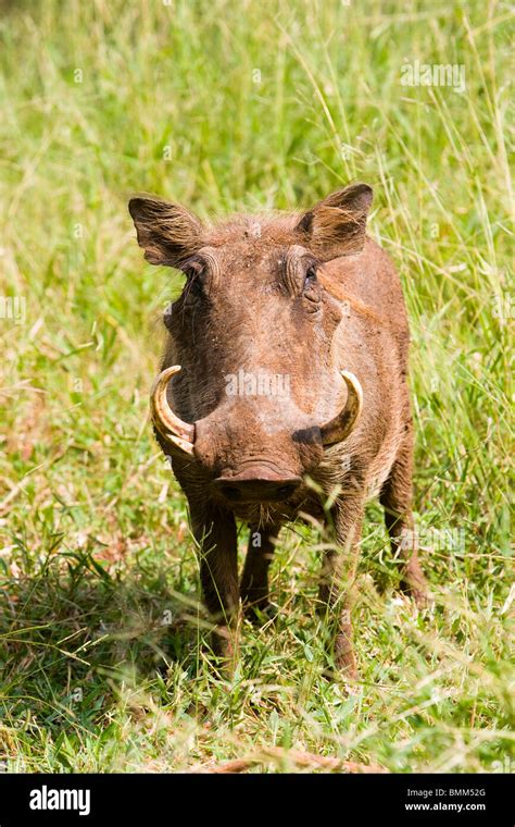 south africa warthog  kruger national park stock photo alamy