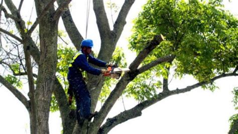 Cómo solicitar la poda de árboles ubicados en espacios públicos de