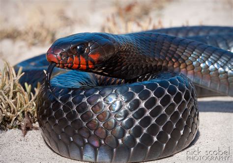 Indigo Snake Information