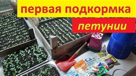 ПЕРВАЯ ПОДКОРМКА ПЕТУНИИ ДЛЯ ЛУЧШЕГО РОСТА корней чем подкормить ...