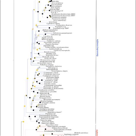 Phylogeny Of Collembola Inferred From Maximum Likelihood Unpartitioned