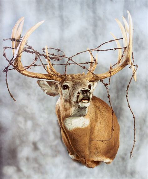 Whitetail Deer Hunting Decor Deer Skull Mount Antler Art