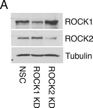 抗 α 微管蛋白抗体小鼠单克隆 clone DM1A purified from hybridoma cell culture