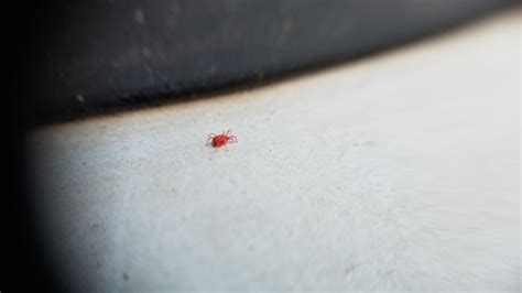 Identifying And Controlling Those Tiny Red Bugs