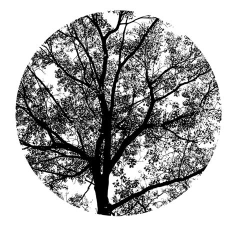 Spring Oak Tree Png Monochrome Clip Art Library