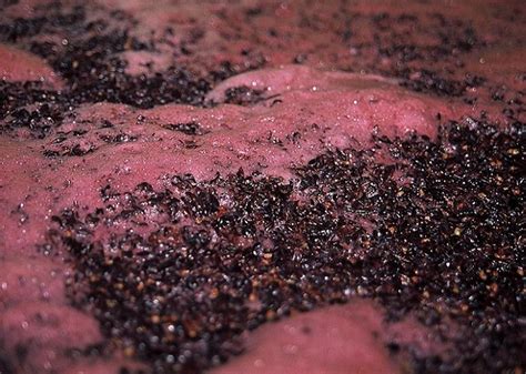 fermentace1b - Zahrádkářův rok