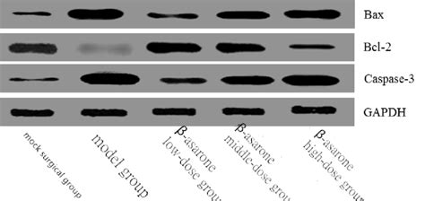 The Expression Levels Of Apoptosis Related Proteins BAX Bcl 2 And