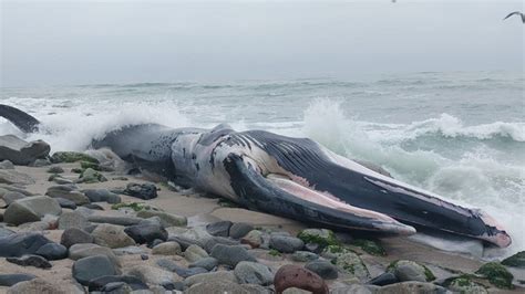 Imarpe Atiende El Varamiento De Un Ejemplar De Ballena En Punta Hermosa