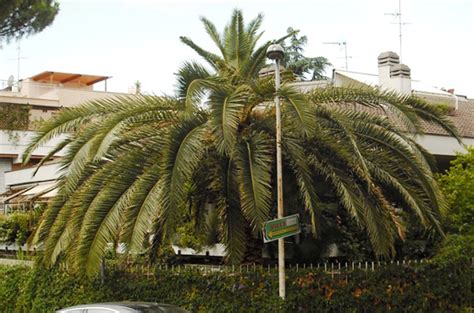 Punteruolo Rosso Della Palma Cura Delle Palme Rhincophorus