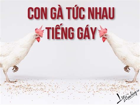 ga tuc nhau tieng gay