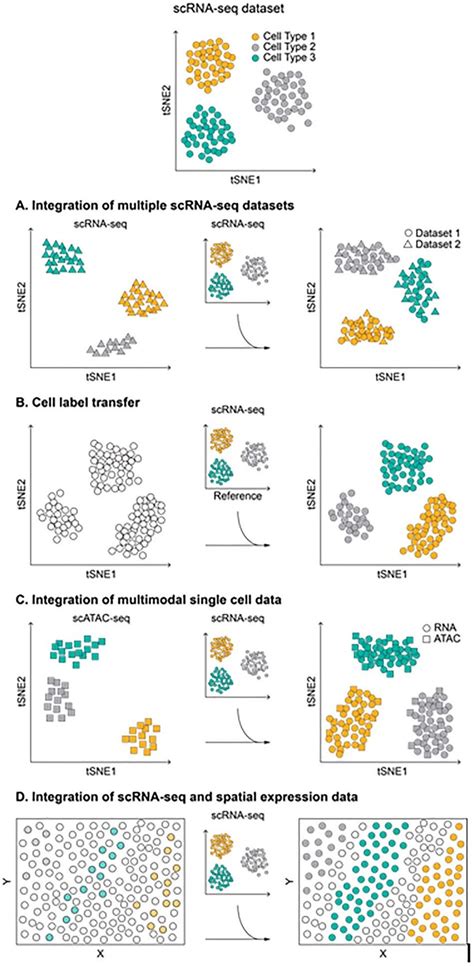 Schematic Representation Of The Different Types Of Single Cell Data