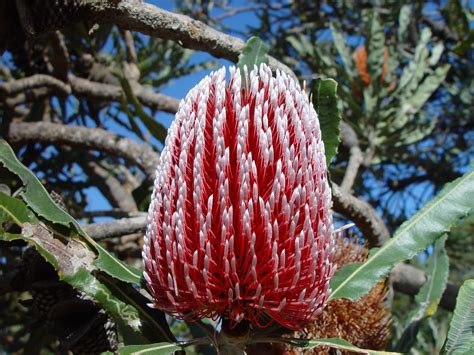 banksia flower 4
