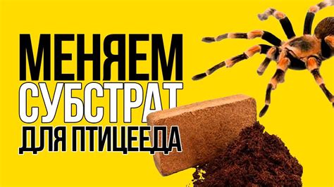 Меняем наполнитель террариума для птицееда (тарантула) - YouTube