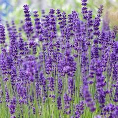 Lavande Hidcote Lavandula Angustifolia Naine Pis Bleu Violet