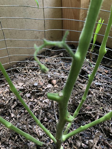 Why Are Blooms Falling Off Tomato Plants at Kathy Yancey blog