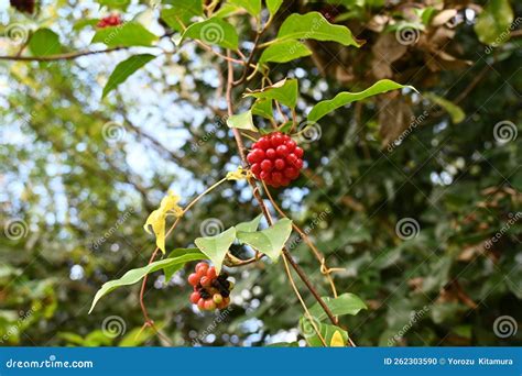 Scarlet Kadsura Kadsura Japonica Berries Stock Photo Image Of Late