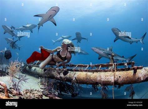 Taucherin Im Bikini Fotos Und Bildmaterial In Hoher Aufl Sung Alamy