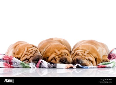 Three Shar Pei Baby Dogs Almost One Month Old Stock Photo Alamy