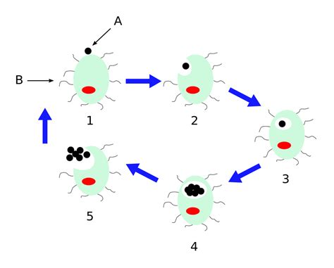 Chlamydophila pneumoniae - wikidoc