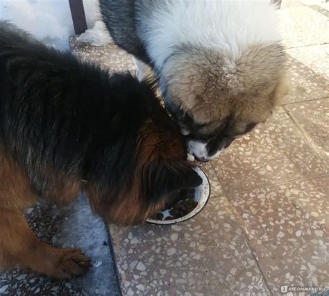 Вакцина Ветбиохим Мультикан- 8 - «Почему мы решили сделать прививку ...