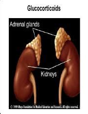 Corticosteroids Thyroid Sex Hormones Contraception 1 Pdf Glucocorticoids Introduction