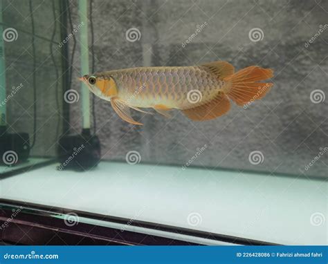 Super Red Arowana Fish Swimming In The Aquarium Stock Photo Image Of