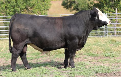 Simmental Bulls (Lots 43-57) | Illinois Performance Tested Bull Sale