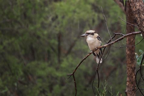 Vogel Kookaburra Lachender Kostenloses Foto Auf Pixabay