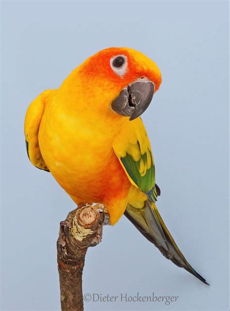 Sun Conure Aratinga Solstitialis Artofit