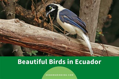 20 Beautiful Birds In Ecuador To Seek Out On Your Trip Sonoma Birding