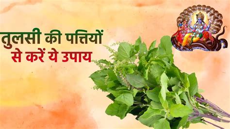 Tulsi Upay। Tulsi Totke। Tusli Leaves Upay। Vaishakh Maas Upay। तुलसी