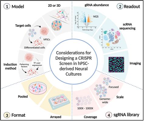 Frontiers Understanding Neural Development And Diseases Using Crispr Screens In Human