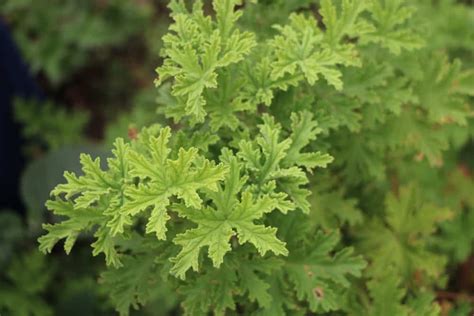 Citronella Plant How To Grow And Use Citronella Plants