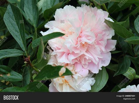 Pale Pink Peonies Image And Photo Free Trial Bigstock