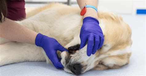 Pale Dog Gums When To Be Concerned — Pumpkin®