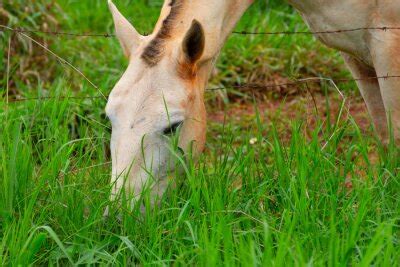 Close Na Cara De Um Cavalo Branco Um Pouco Sujo De Terra E Wall Mural